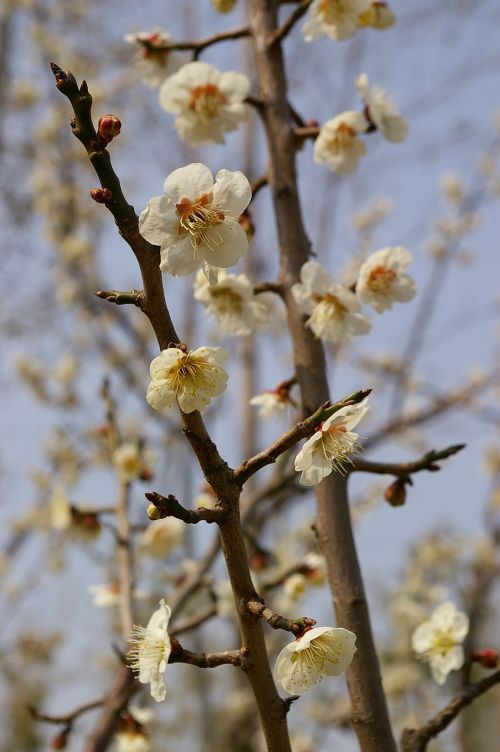 cherry blossom sakura flower tree