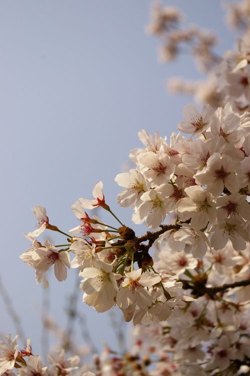 cherry blossom spring flowers sakura