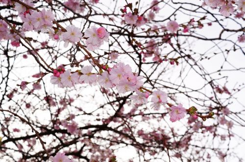 cherry blossom flowers pink