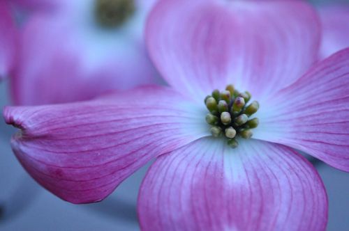 cherry blossom flower springtime