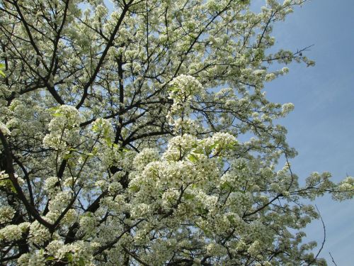cherry blossom white park