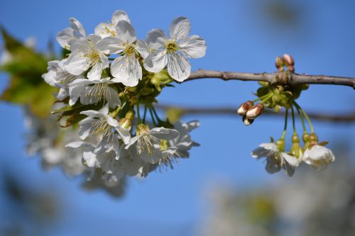 cherry blossom tree spring