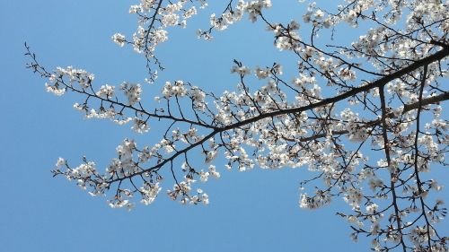 cherry blossom spring popcorn
