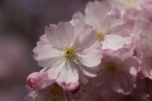 cherry blossom blossom bloom