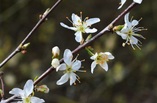 cherry blossom blossom bloom