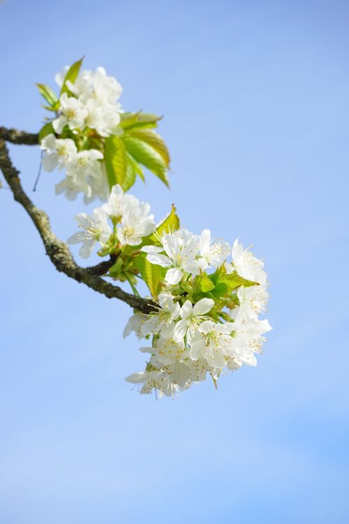 cherry blossom branch white