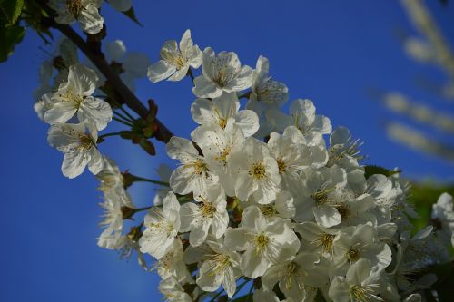 cherry blossom blossom bloom