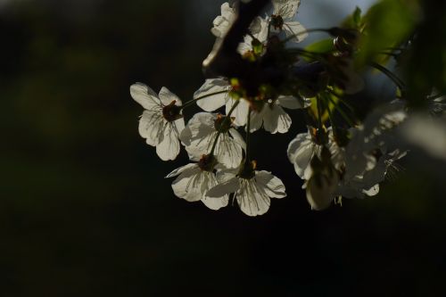 cherry blossom blossom bloom