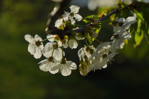 cherry blossom blossom bloom