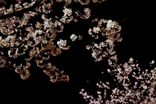 cherry blossom the night sky the dark night