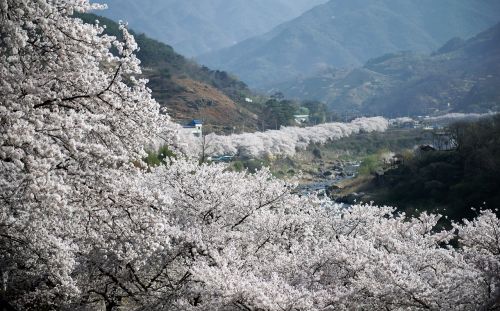 cherry blossom nature landscape