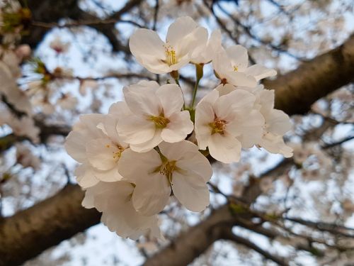 cherry blossom wood cherry tree