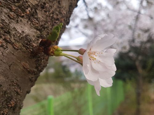 cherry blossom wood cherry tree
