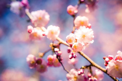 cherry blossom nature cherry wood