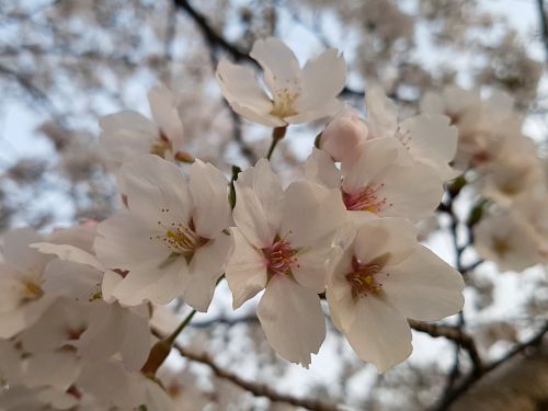 cherry blossom cherry tree season