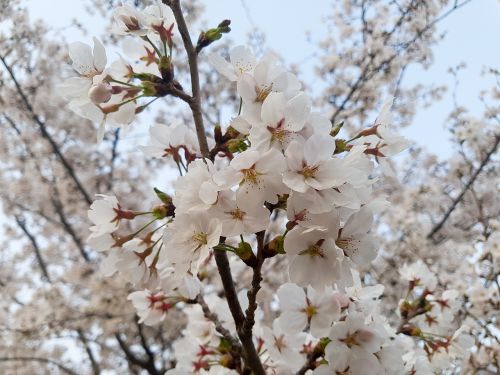 cherry blossom nature wood