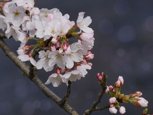 cherry blossom flower plant