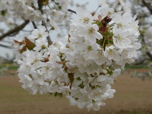 cherry blossom spring white blossom