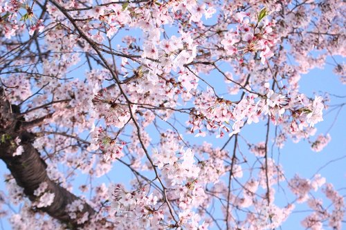 cherry blossom  cherry tree  wood