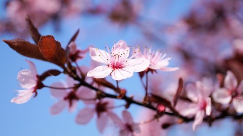 cherry blossom  cherry flower  cherry tree