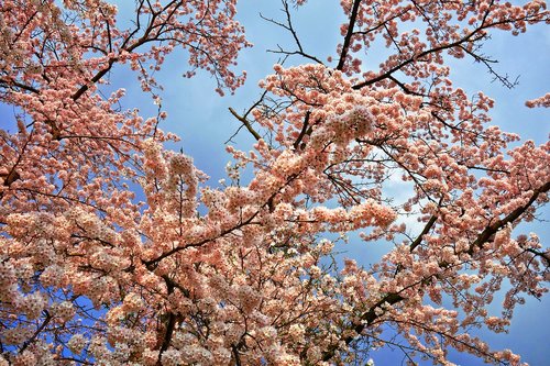cherry blossom  cherry tree  cherry tree branch