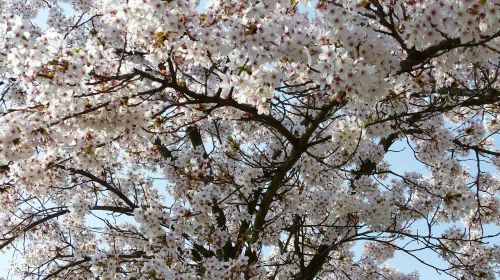 cherry blossom wild cherry april