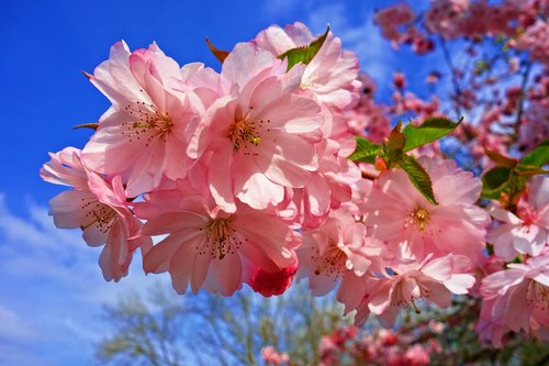 cherry blossom  flower  cherry tree