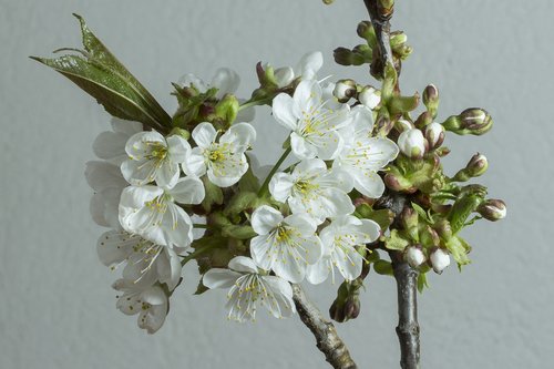 cherry blossom  blossom  bloom