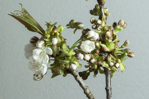 cherry blossom  blossom  bloom