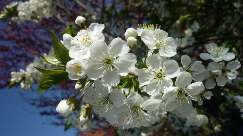 cherry blossom  branch  flowers