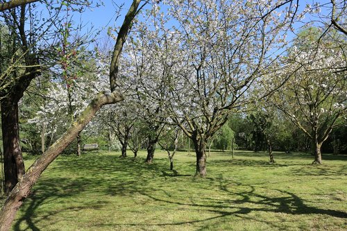 cherry blossom  nature  landscape