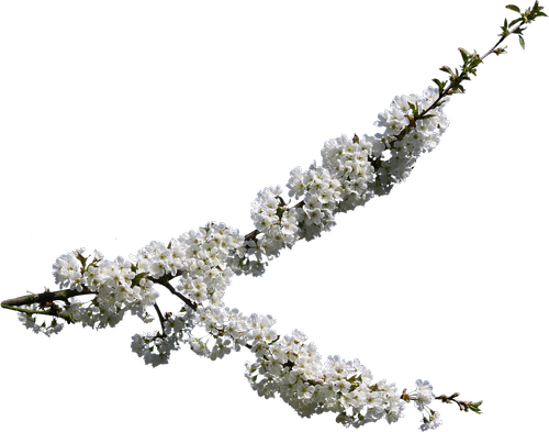 cherry blossom  spring  clipping