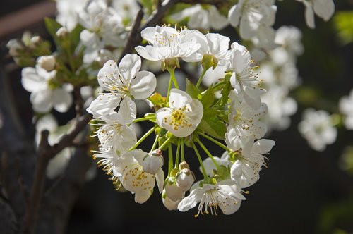 cherry blossom  district  green