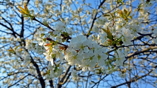 cherry blossom  blossom  bloom