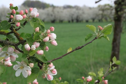 cherry blossom  franconian switzerland  spring