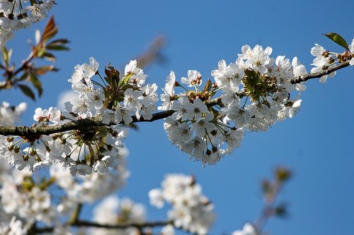 cherry blossom  cherry tree  bloom