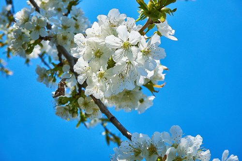 cherry blossom  cherry tree  white