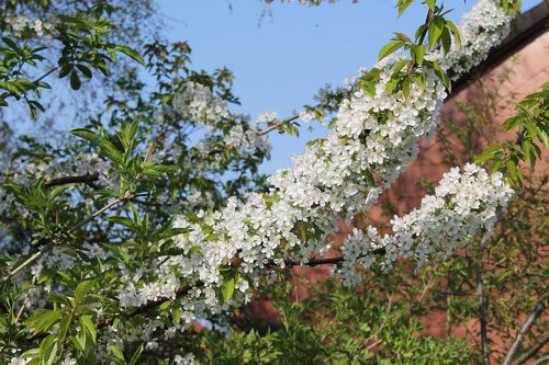 cherry blossom  tree  flower