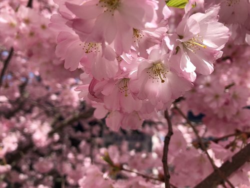 cherry blossom  spring  tree