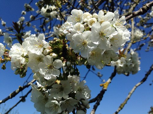 cherry blossom  sunny day  garden