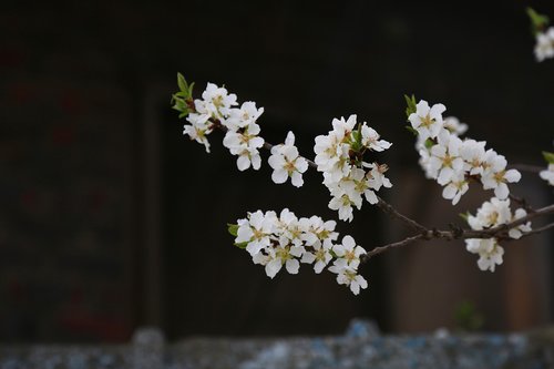 cherry blossom  wood  plants