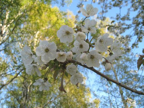 cherry blossom branches tree