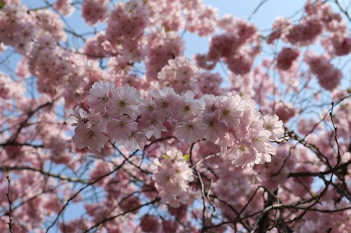 cherry blossom  landscape format  pink