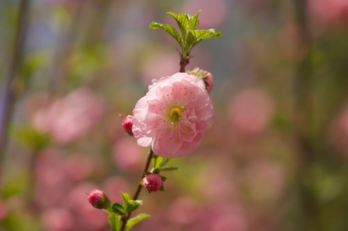 cherry blossom  flower  cherry blossoms