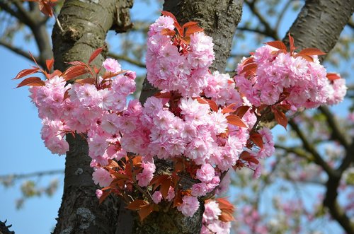 cherry blossom  japanese cherry blossom  spring