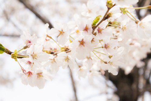 cherry blossom  spring  flower