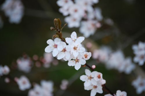 cherry blossom blossom flower