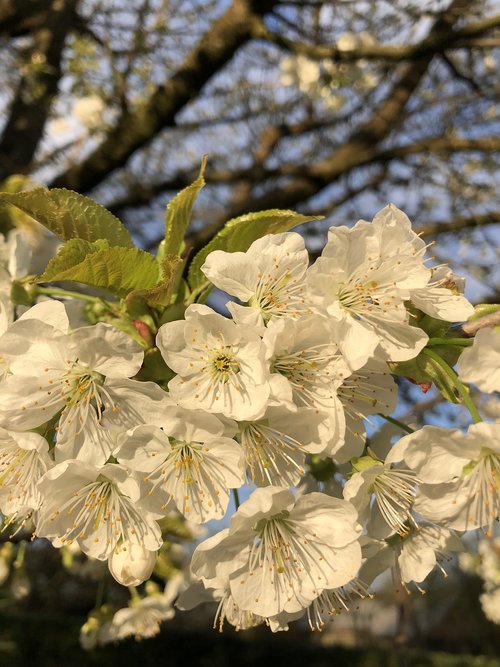 cherry blossom  cherry  tree