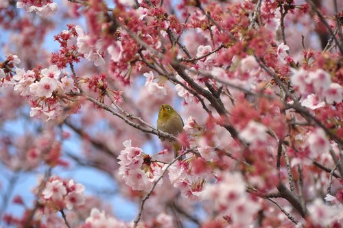 cherry blossom  bird  pink