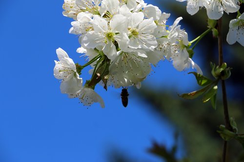 cherry blossom  bee  nature